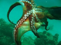 Octopus ! by David Johnson 